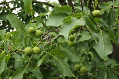 Photo of Green unripe walnuts on tree branches outdoors