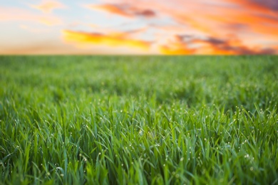 Photo of Young green grass with dew drops in field on spring morning