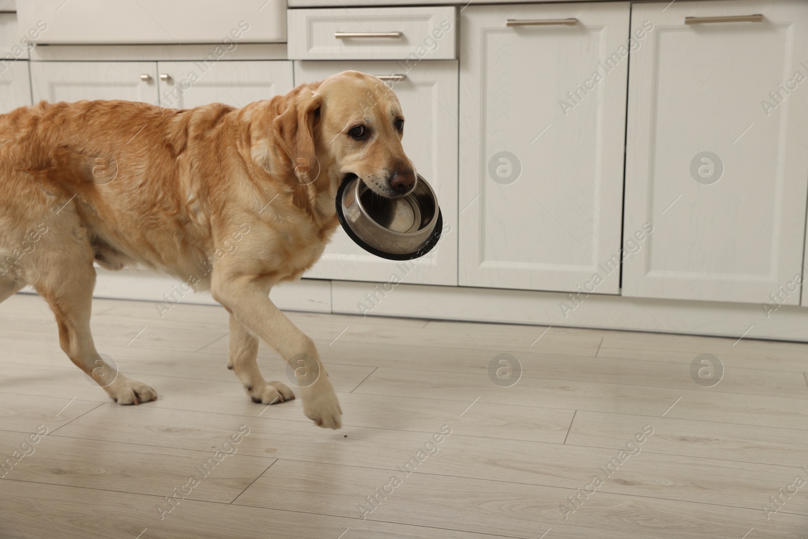 Photo of Cute hungry Labrador Retriever carrying empty feeding bowl in kitchen, space for text