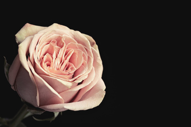 Photo of Beautiful rose on black background, space for text. Floral card design with dark vintage effect