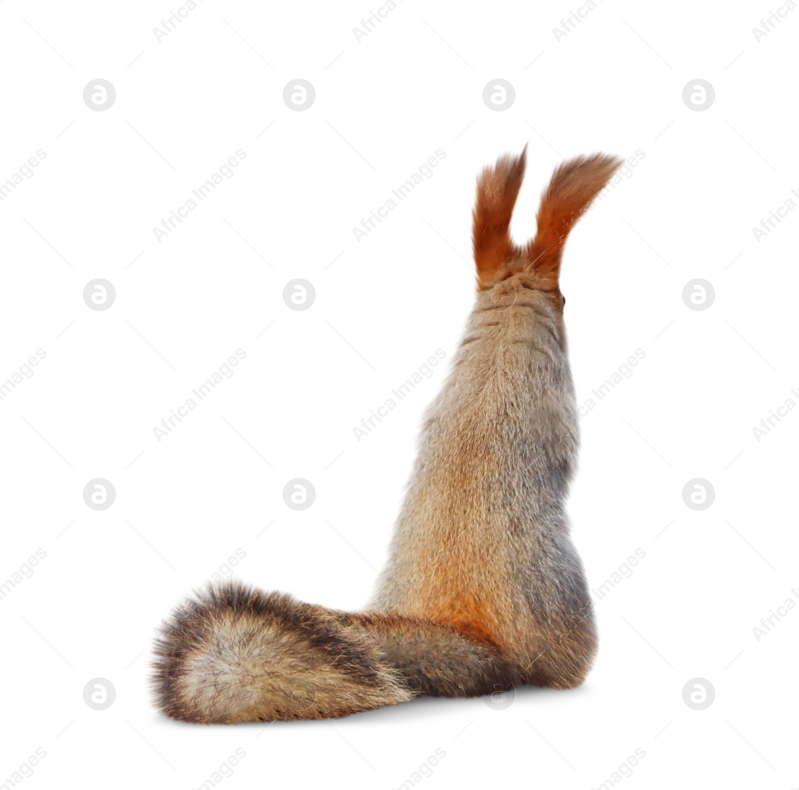 Image of Cute squirrel with fluffy tail on white background