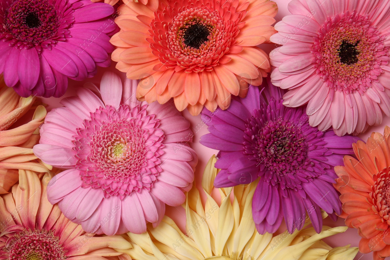 Photo of Beautiful gerbera flowers as background, closeup view