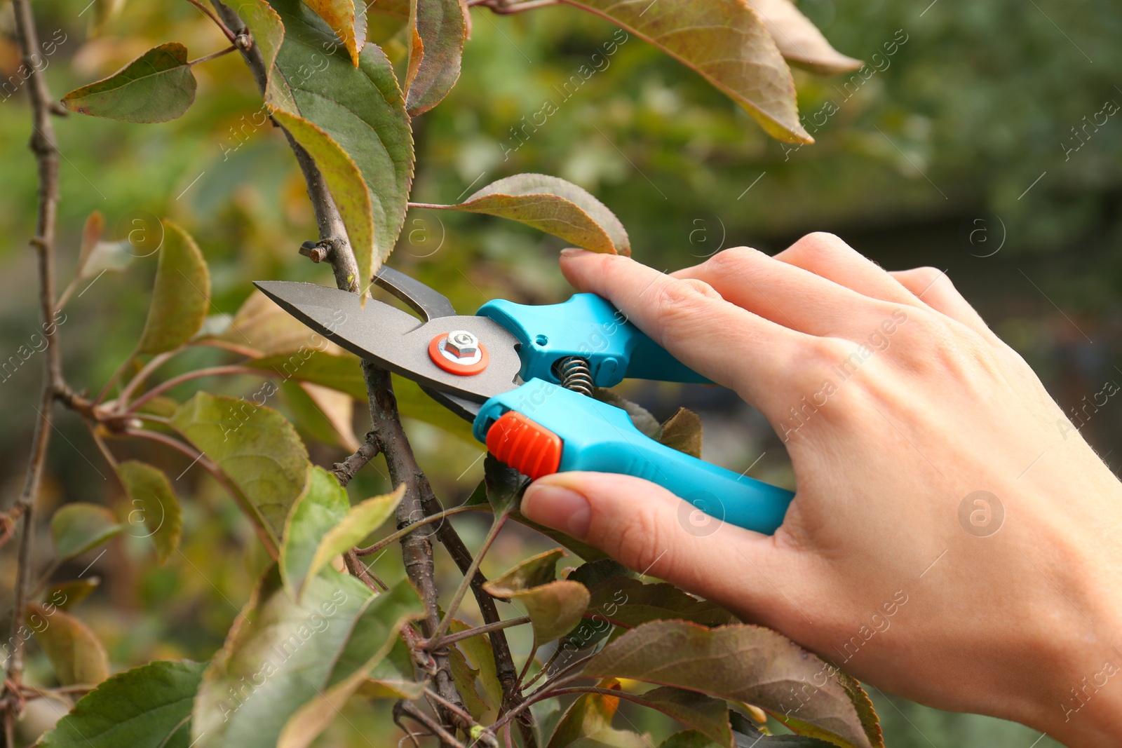 Photo of Woman pruning branch with spikes by secateurs in garden, closeup