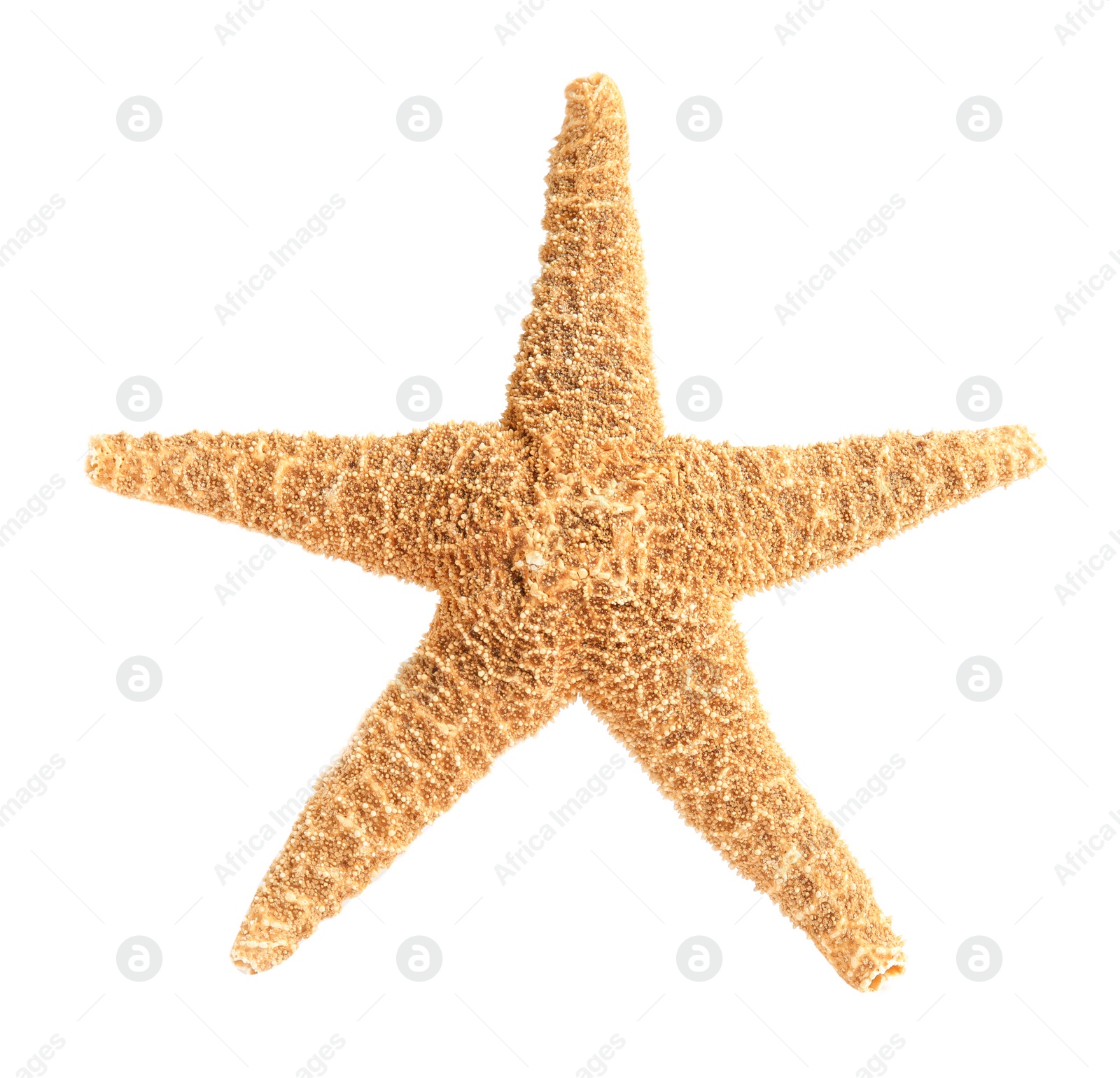 Photo of Beautiful starfish on white background. Beach object