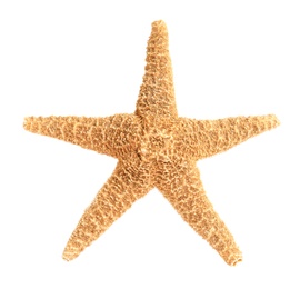 Photo of Beautiful starfish on white background. Beach object