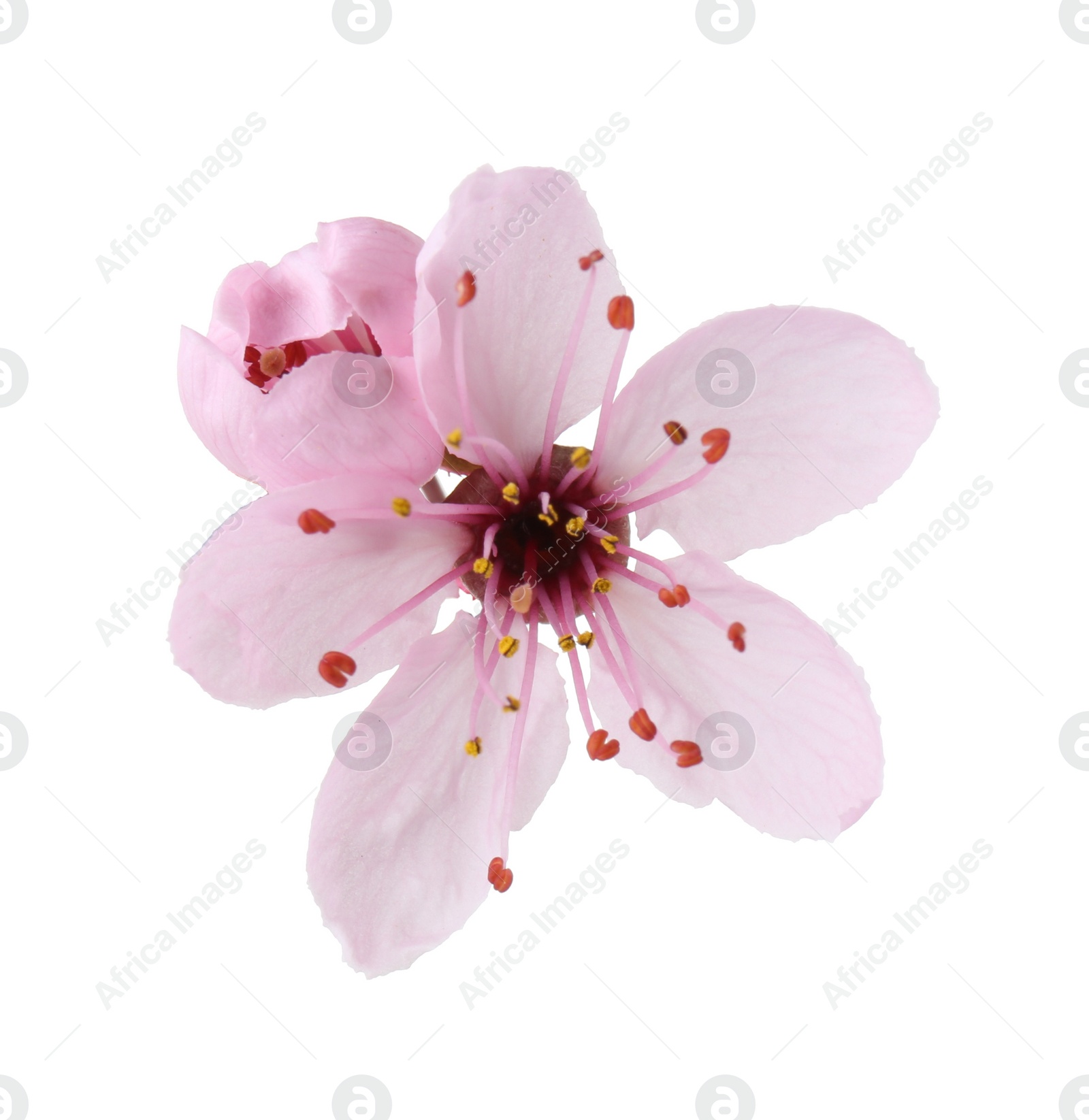 Photo of Beautiful spring tree blossoms isolated on white