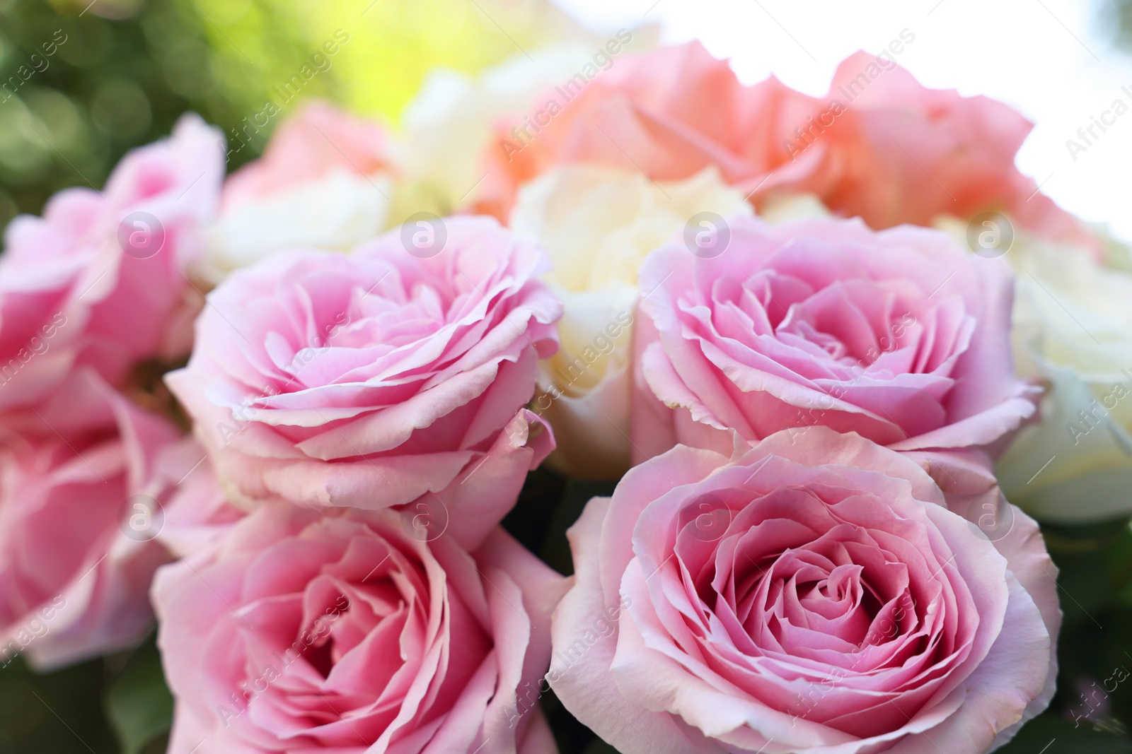 Photo of Beautiful bouquet of aromatic roses outdoors, closeup