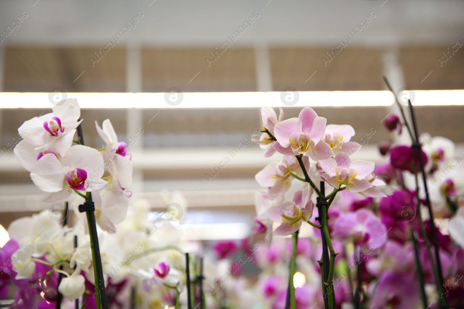 Photo of Beautiful orchid flowers at floral shop, closeup