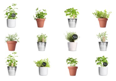 Image of Collage with different herbs growing in pots isolated on white. Thyme, oregano, lemon balm, basil and rosemary