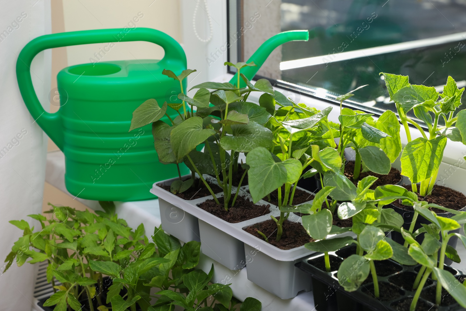 Photo of Seedlings growing in plastic containers with soil and watering can on windowsill indoors