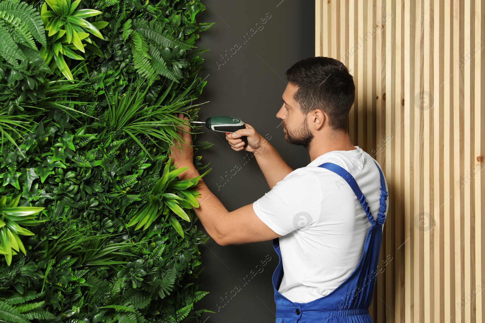 Photo of Man with screwdriver installing green artificial plant panel on grey wall in room