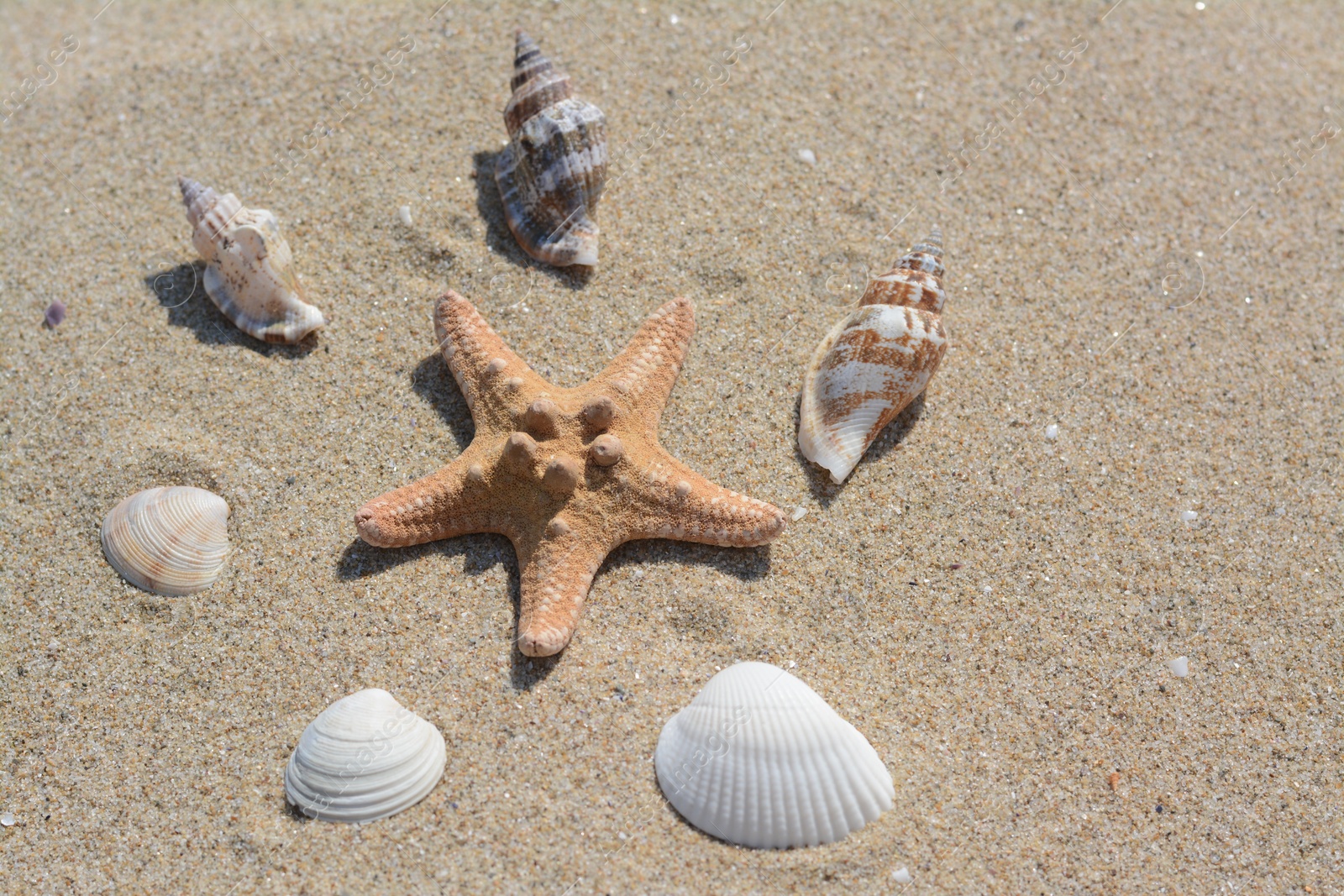 Photo of Beautiful starfish and sea shells on sandy beach