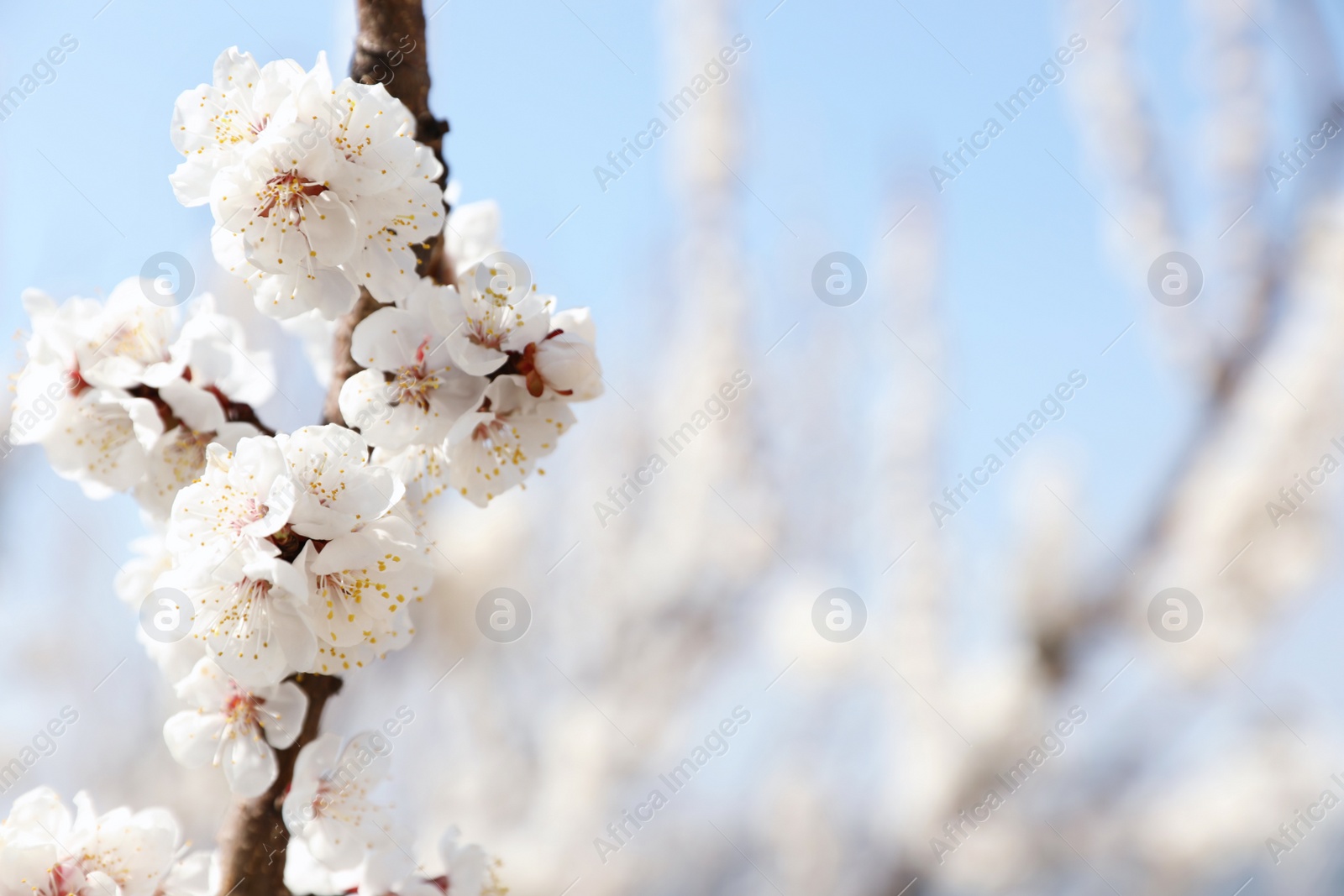 Photo of Beautiful apricot tree branch with tiny tender flowers outdoors, space for text. Awesome spring blossom