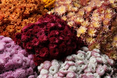 Beautiful different color Chrysanthemum flowers as background