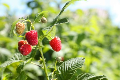 Photo of Red raspberries growing on bush outdoors, closeup. Space for text