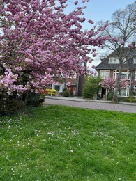 Blooming trees and private buildings on spring day