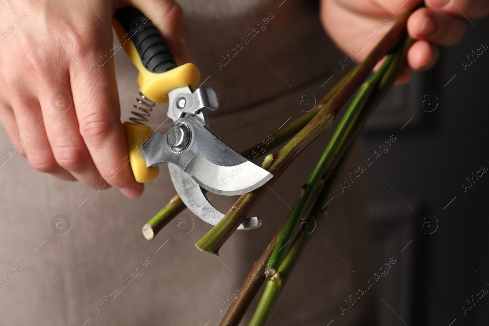 Photo of Florist cutting flower stems with pruner indoors, closeup