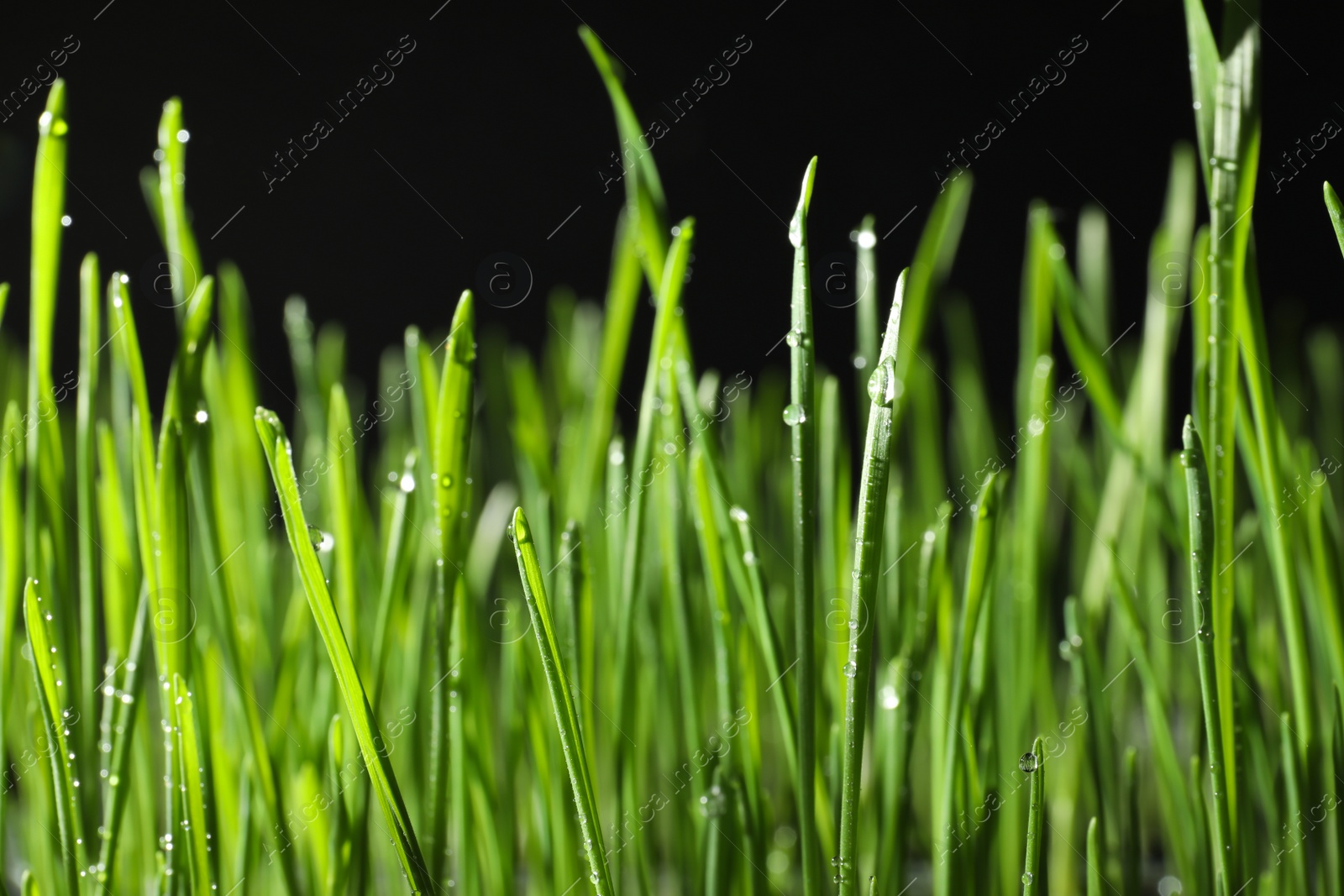 Photo of Green wheat grass with dew drops on black background, closeup