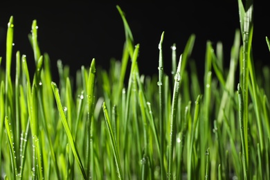 Photo of Green wheat grass with dew drops on black background, closeup