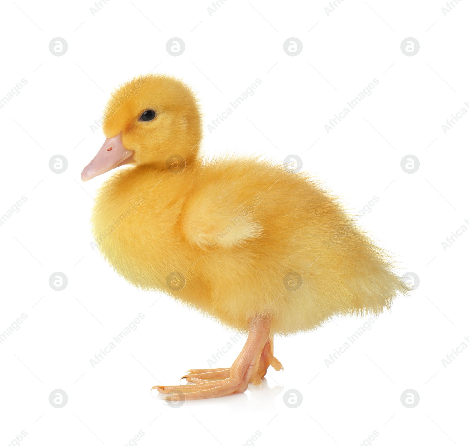 Photo of Cute fluffy gosling on white background. Farm animal