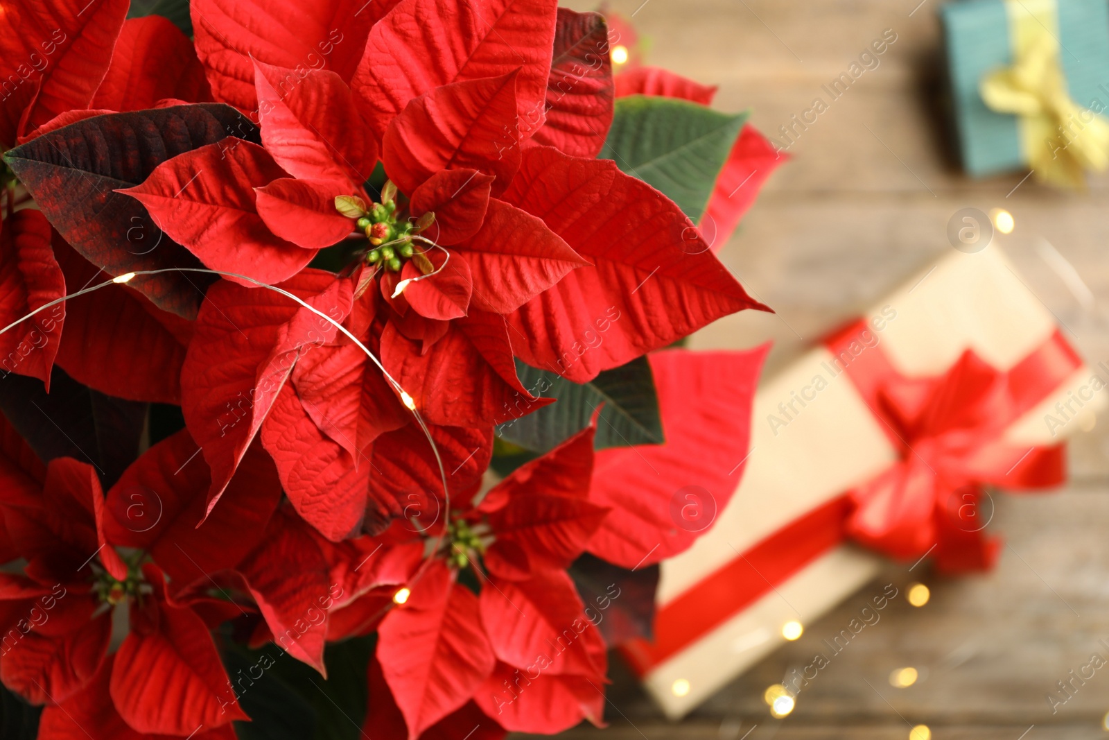 Photo of Poinsettia (traditional Christmas flower) and gifts on wooden table, top view. Space for text