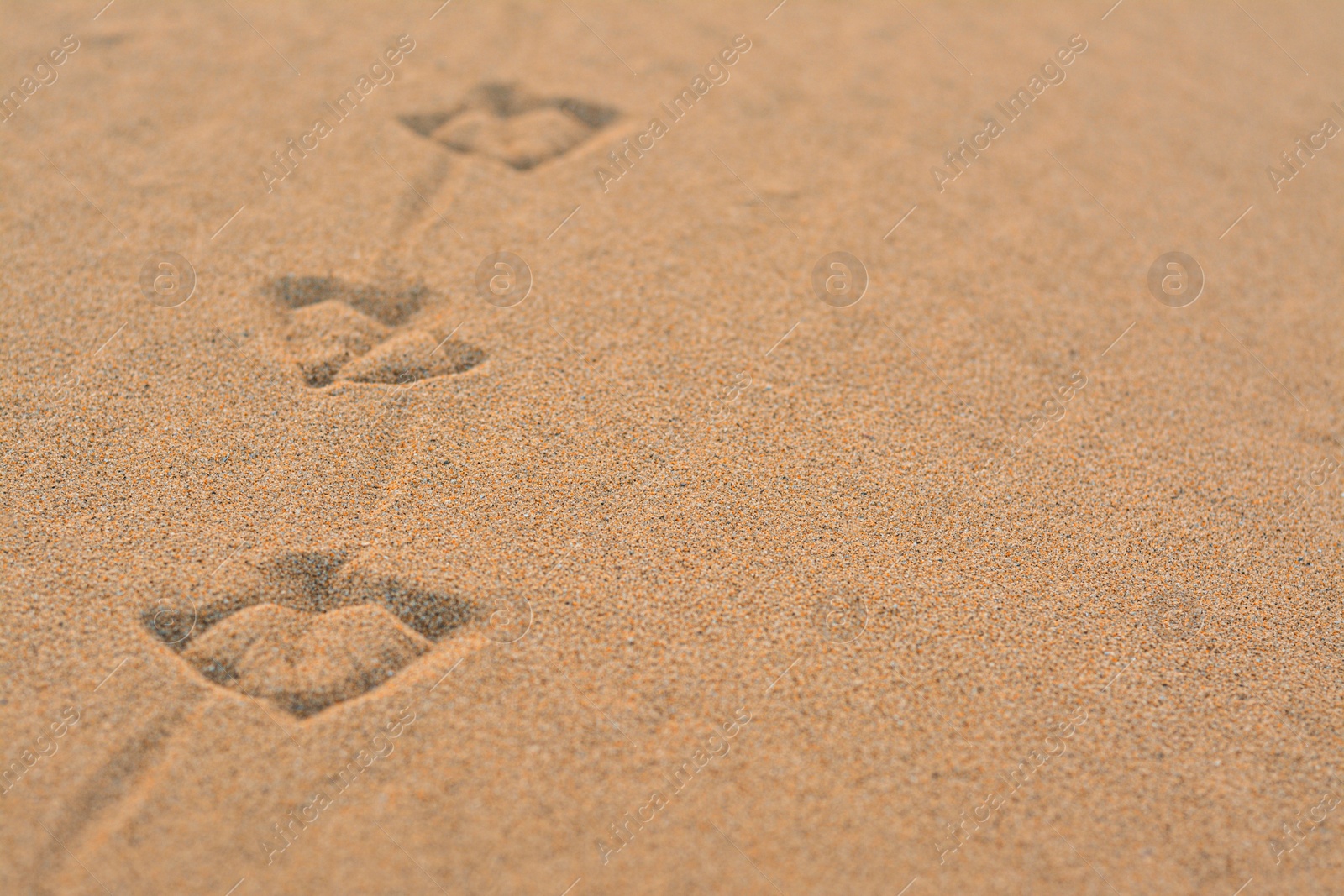 Photo of Bird tracks on beach sand, closeup. Space for text