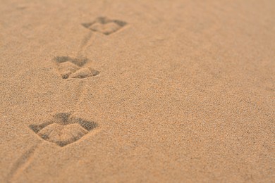 Photo of Bird tracks on beach sand, closeup. Space for text