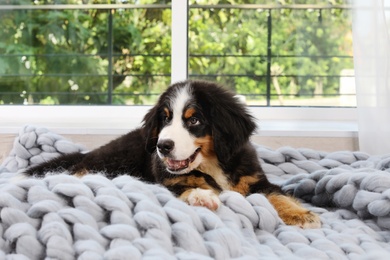Photo of Adorable Bernese Mountain Dog puppy on soft blanket indoors