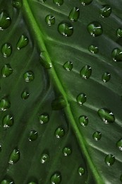 Photo of Green leaf with dew drops as background, closeup