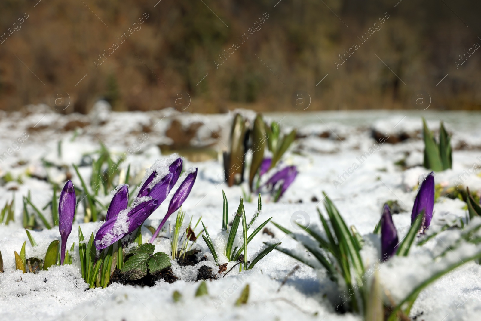 Photo of Beautiful spring crocus growing through snow outdoors on sunny day