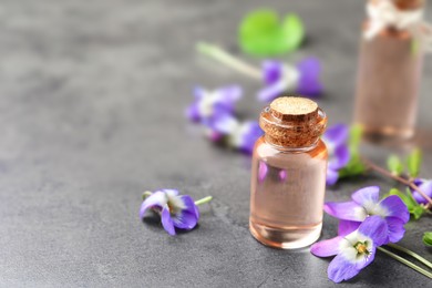 Photo of Beautiful wood violets and essential oil on grey table, space for text. Spring flowers