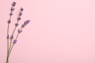 Beautiful lavender flowers on pink background, flat lay. Space for text