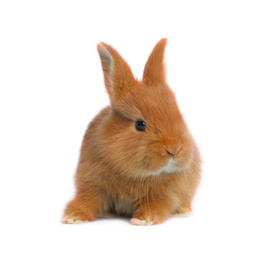 Image of Adorable fluffy Easter bunny on white background