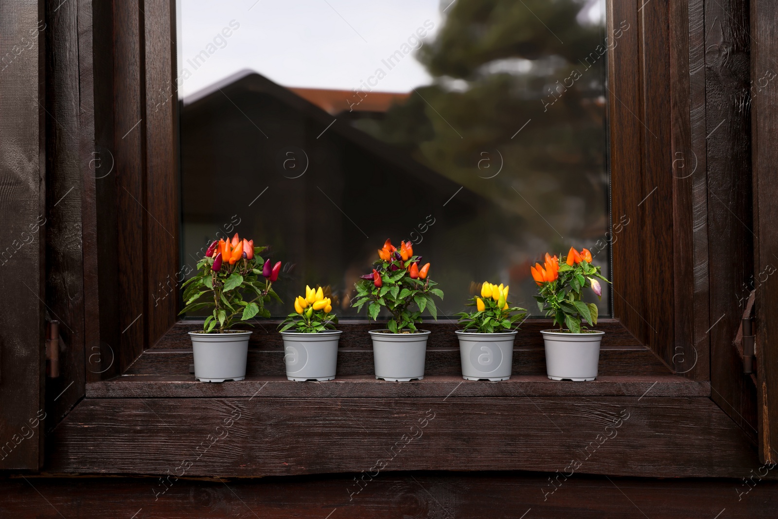 Photo of Capsicum Annuum plants. Many potted rainbow multicolor and yellow chili peppers near window outdoors