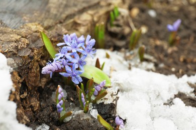 Beautiful lilac alpine squill flowers growing outdoors, space for text