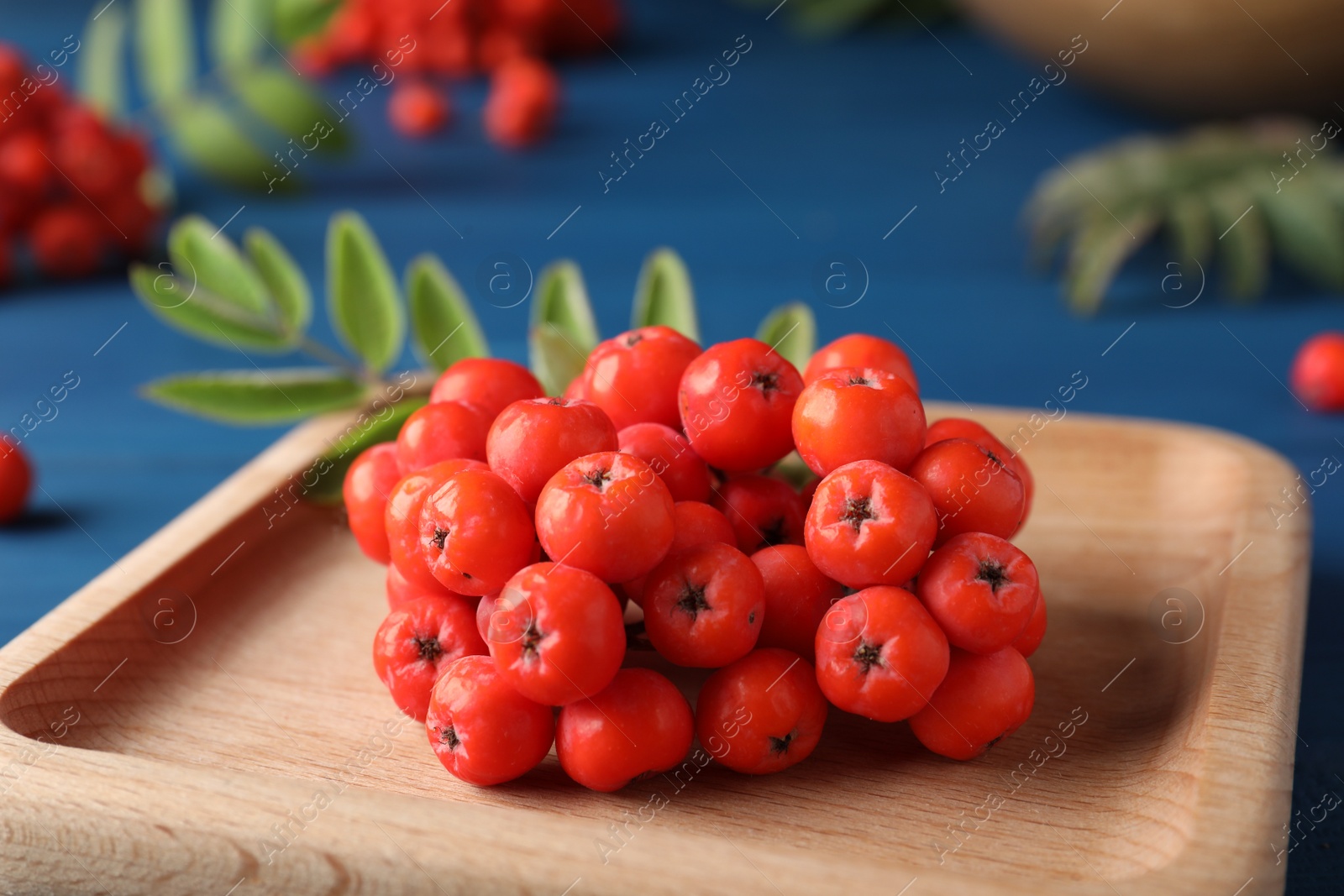 Photo of Wooden plate with fresh ripe rowan berries on blue table, closeup