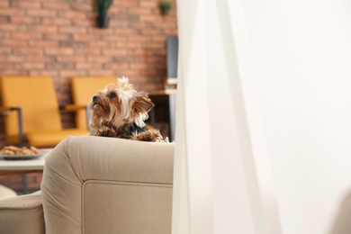 Photo of Yorkshire terrier on sofa in living room, space for text. Happy dog