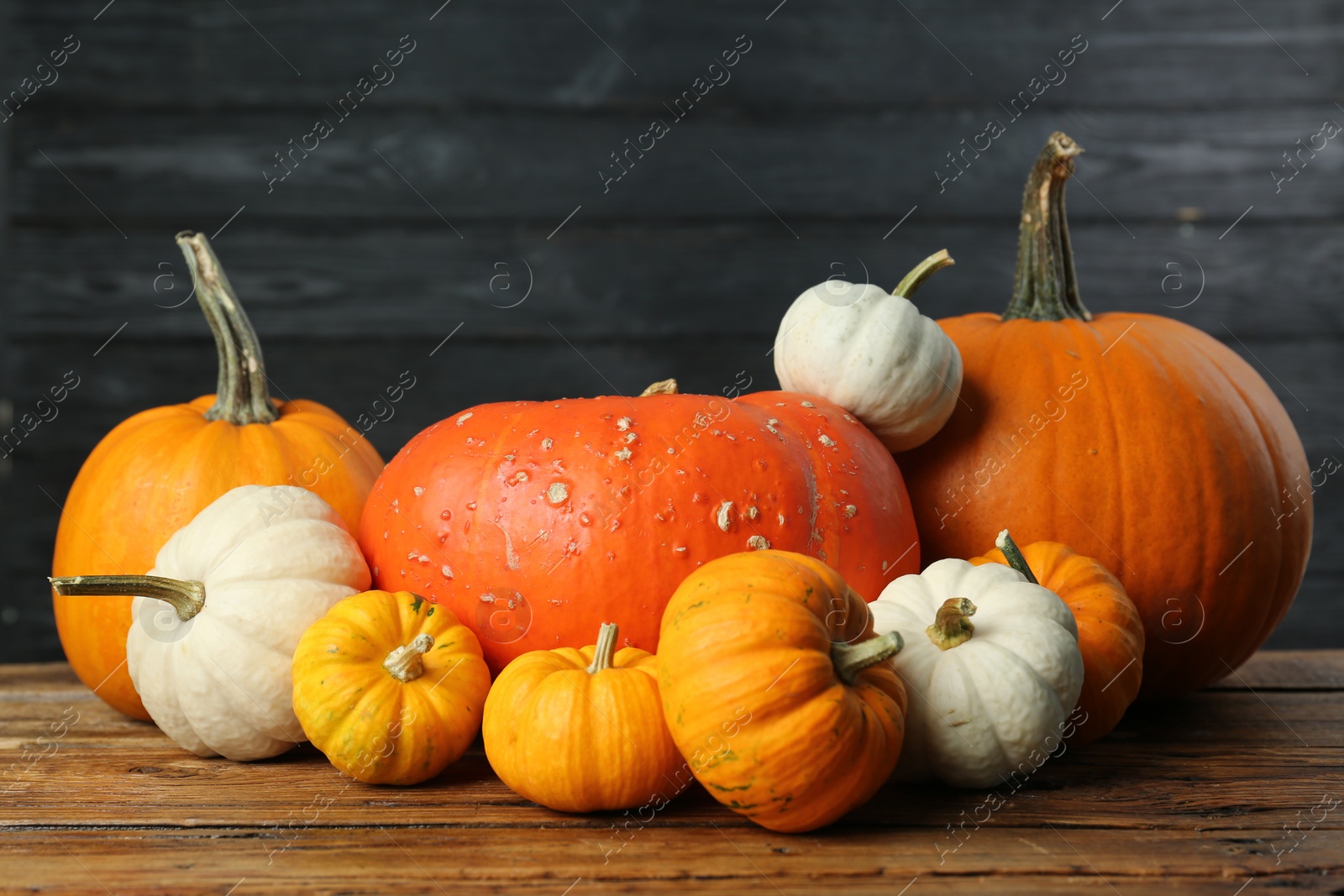 Photo of Thanksgiving day. Many different pumpkins on wooden table