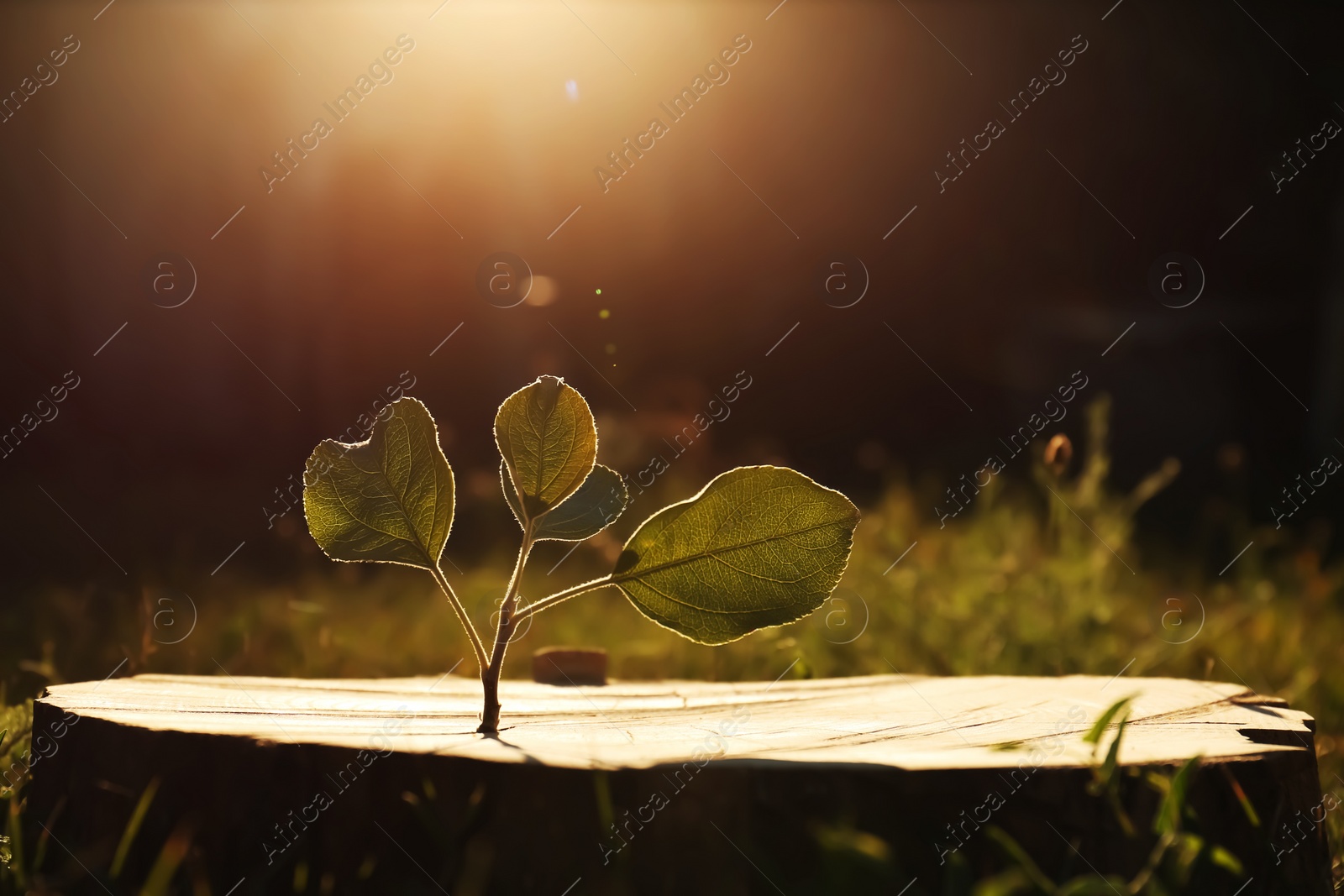 Photo of Green seedling growing out of stump outdoors on sunny day. New life concept