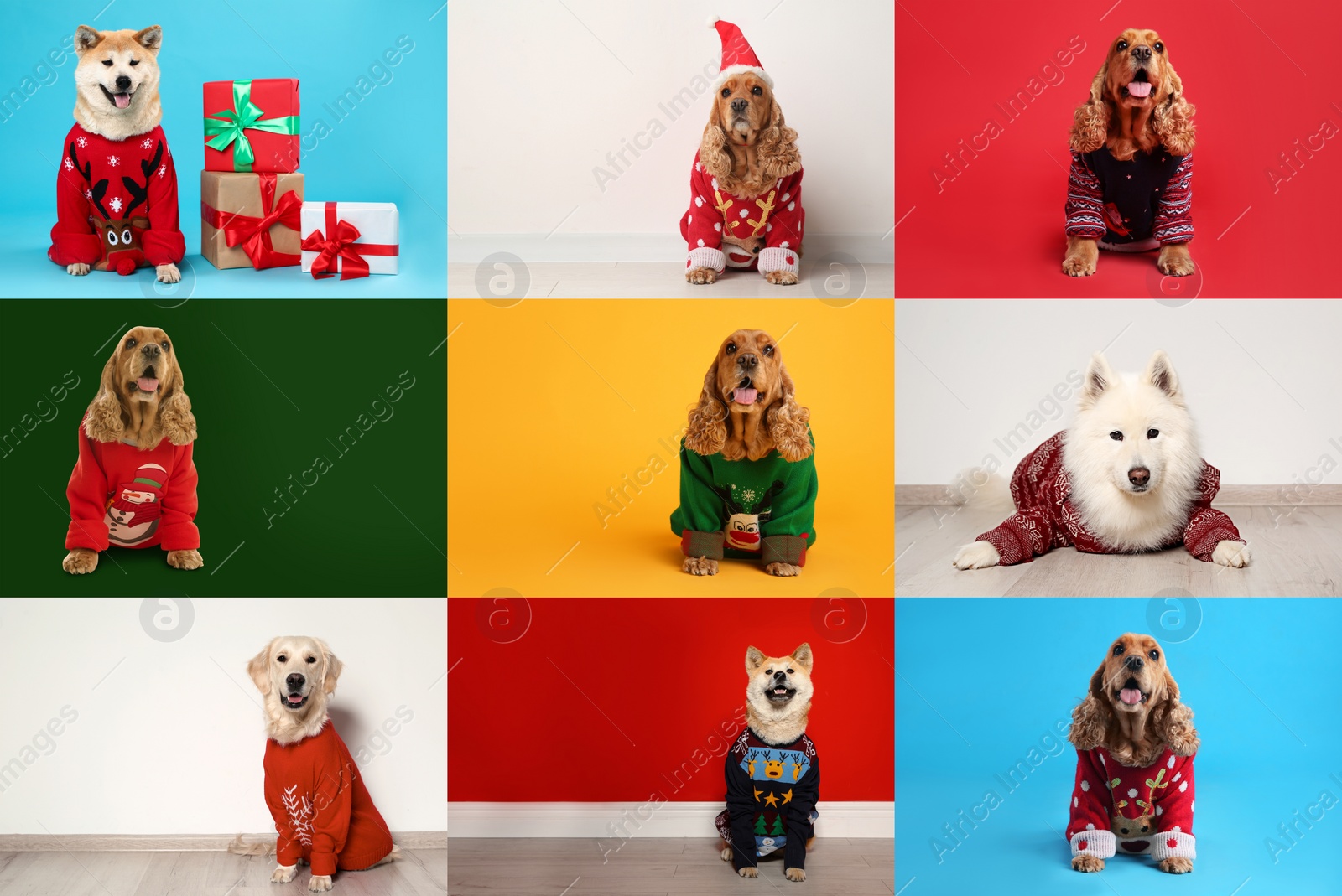 Image of Cute dogs in Christmas sweaters on color backgrounds