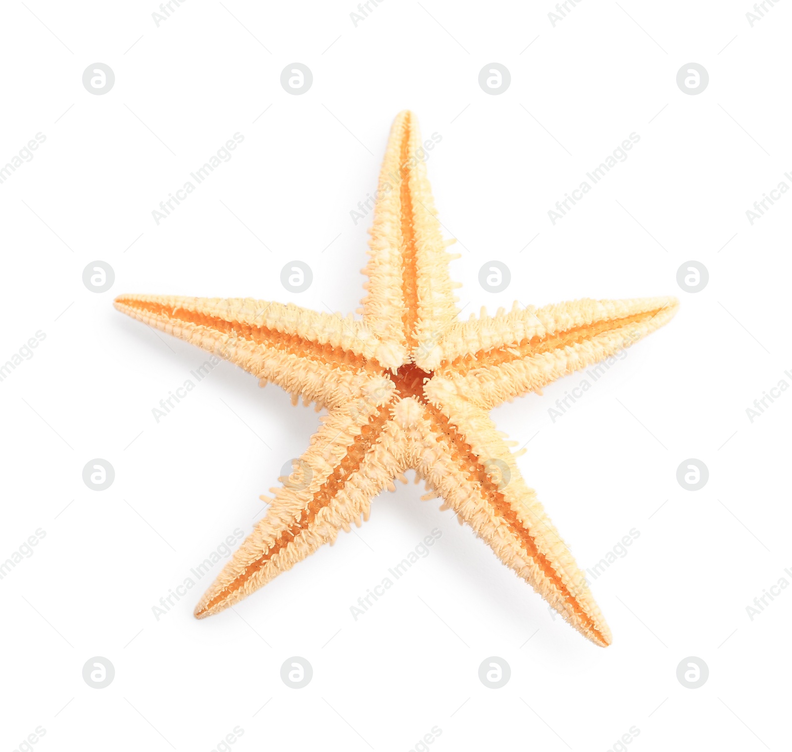 Photo of Beautiful sea star (starfish) isolated on white, top view