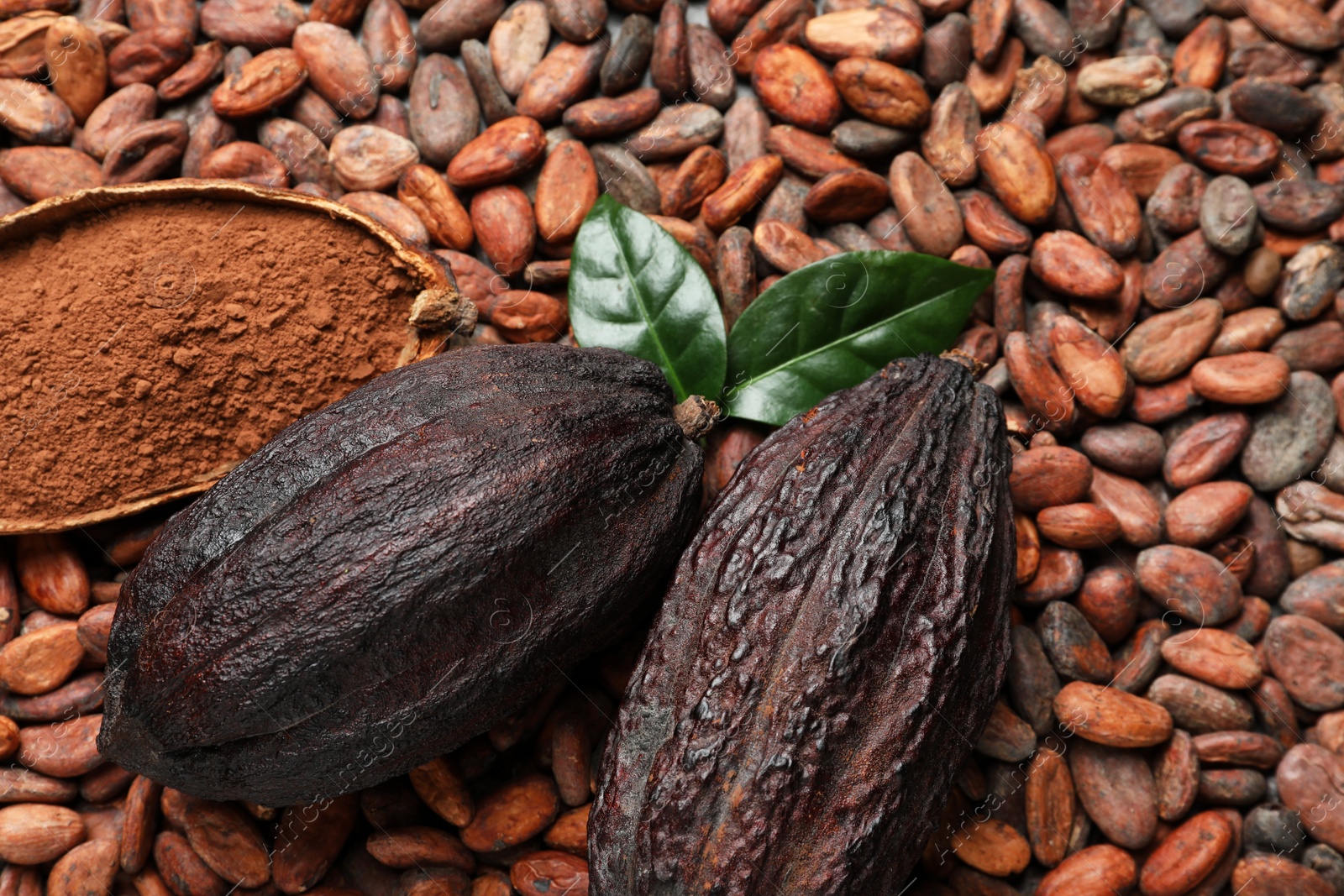 Photo of Cocoa pods with leaves and powder on beans, top view