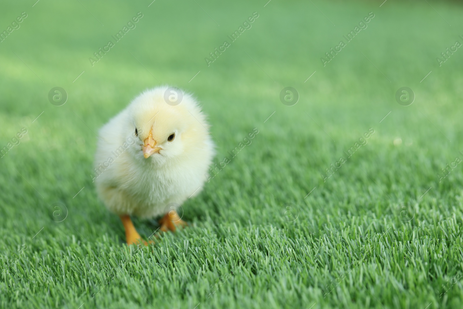 Photo of Cute chick on green artificial grass outdoors, closeup with space for text. Baby animal