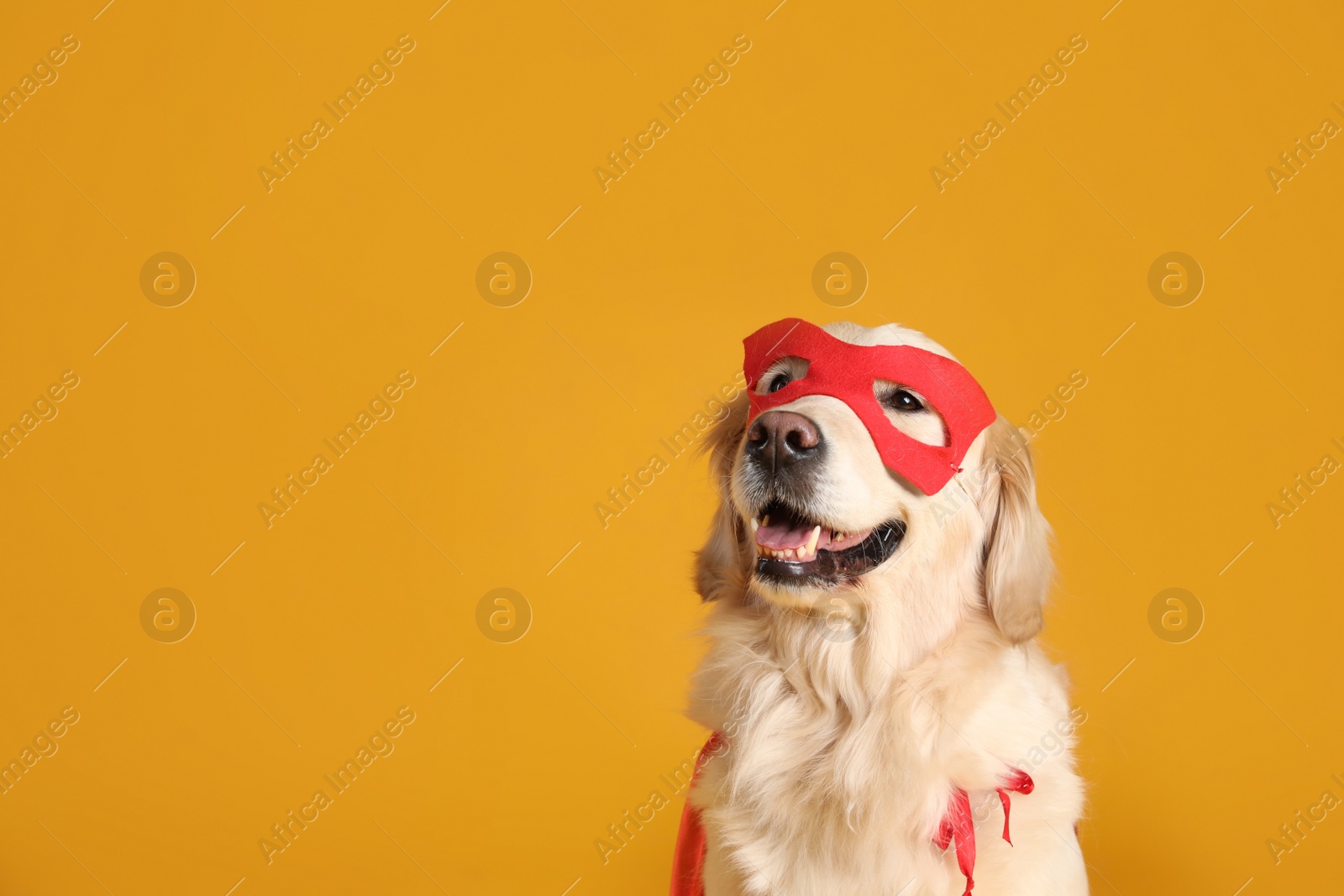 Photo of Adorable dog in red superhero cape and mask on yellow background, space for text