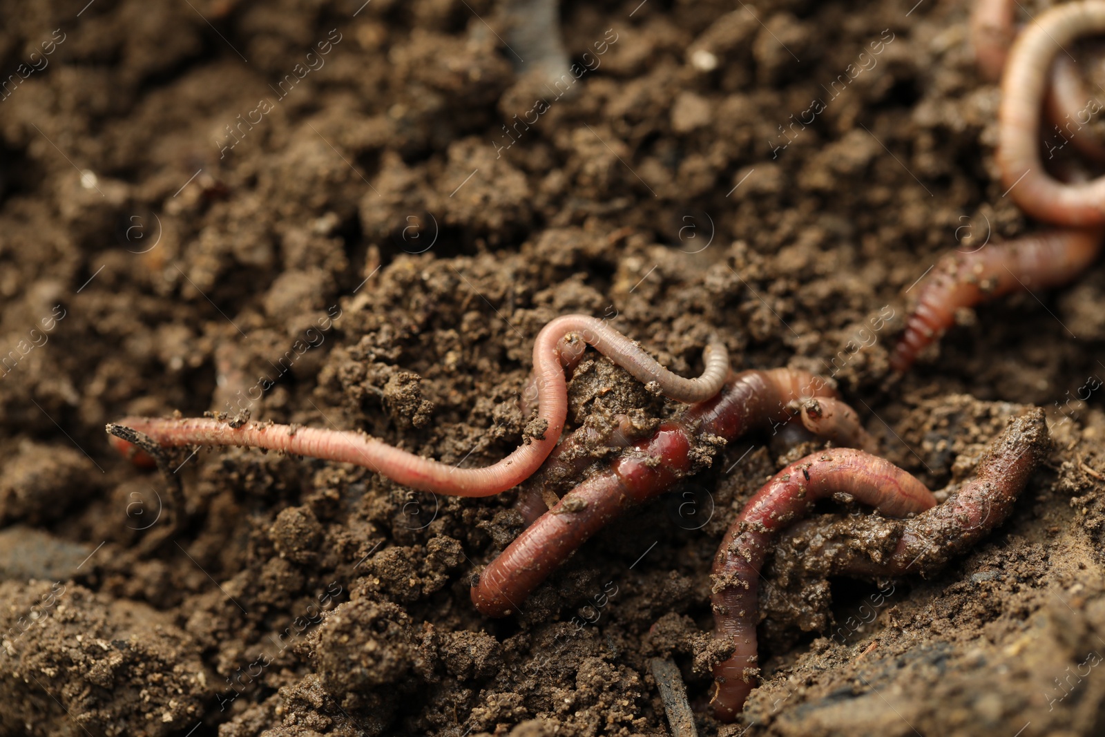 Photo of Many worms crawling in wet soil, closeup