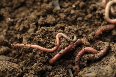 Photo of Many worms crawling in wet soil, closeup