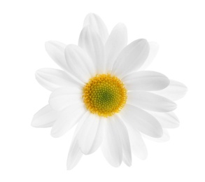 Beautiful and delicate chamomile flower on white background