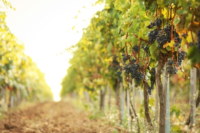 View of vineyard rows with fresh ripe juicy grapes on sunny day