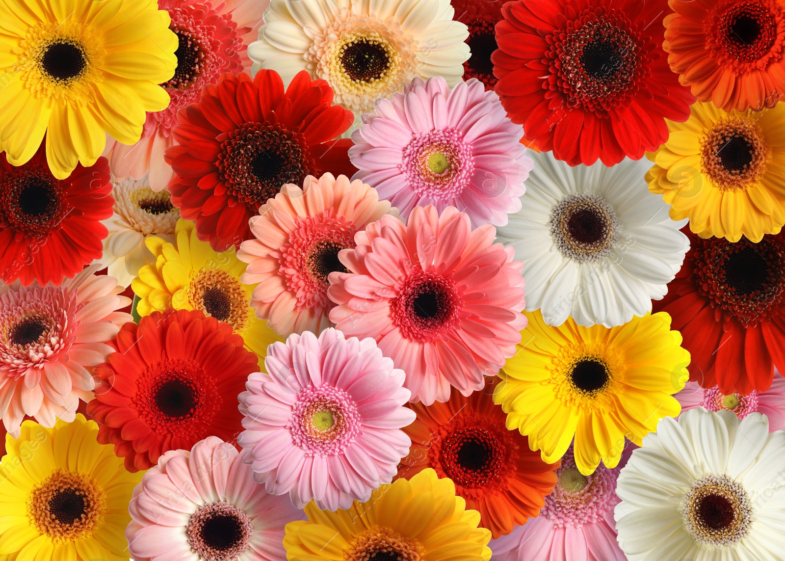 Image of Many different beautiful gerbera flowers as background