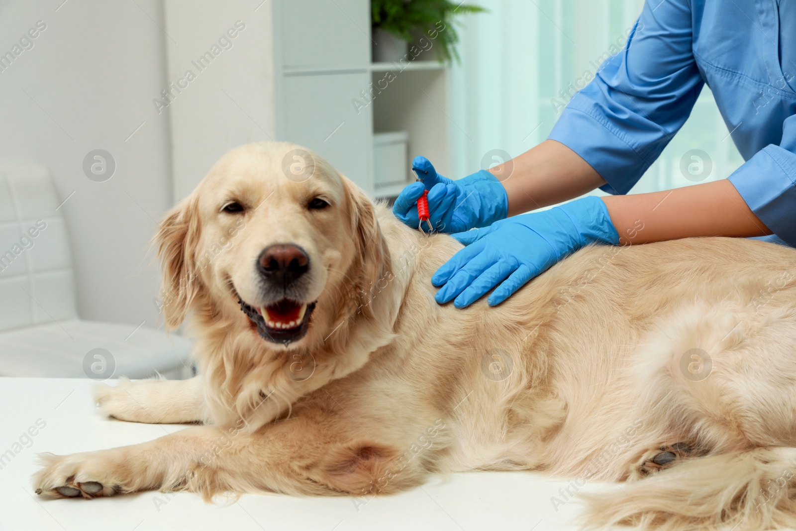 Photo of Veterinarian taking ticks off dog indoors, closeup